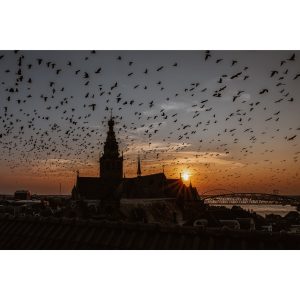 The Birds