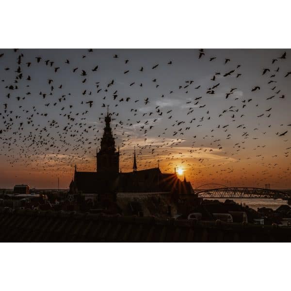 The Birds