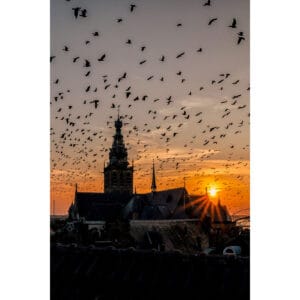 The Birds