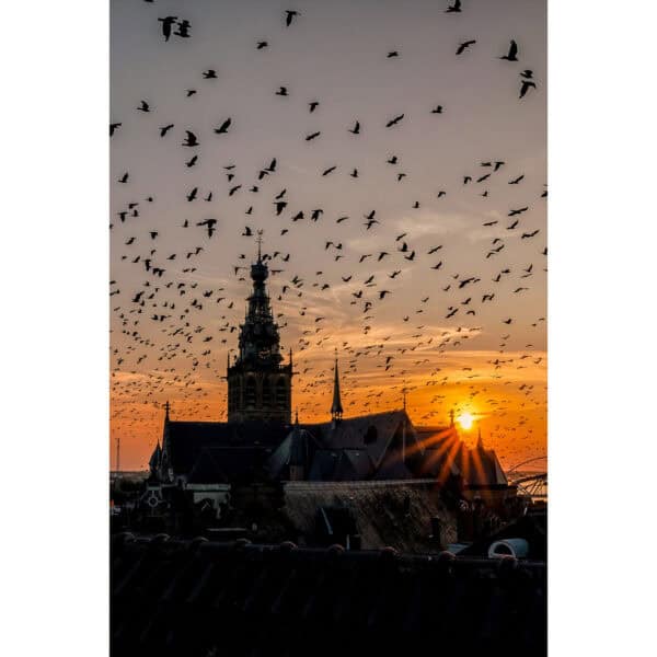 The Birds
